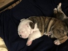 Small Photo #7 Bulldog Puppy For Sale in BELVILLE, NC, USA