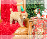 Small Photo #10 Goldendoodle (Miniature) Puppy For Sale in LITTLE ROCK, AR, USA