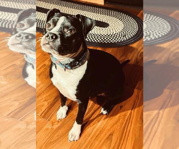 Medium Photo #2 Boston Terrier-Unknown Mix Puppy For Sale in Springdale, PA, USA
