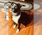 Small #1 Boston Terrier Mix