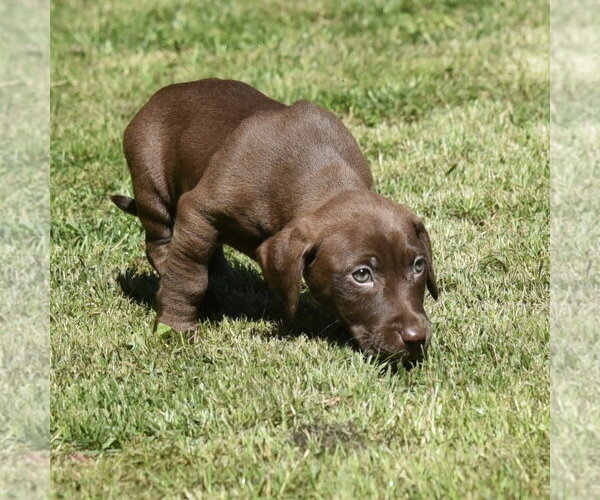 Medium Photo #10 Dachsador Puppy For Sale in Mechanicsburg, PA, USA