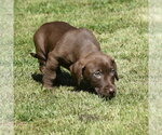 Small #9 Dachsador