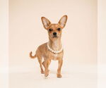Small Chiweenie
