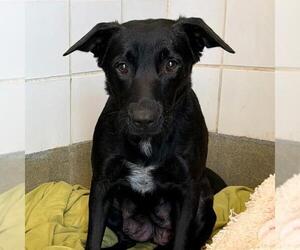 Labrador Retriever-Unknown Mix Dogs for adoption in San Antonio, TX, USA