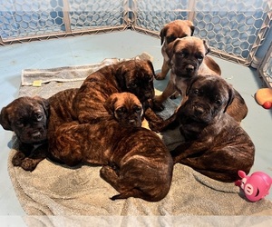 Mastiff Puppy for sale in MCMINNVILLE, OR, USA