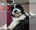 Small Photo #2 Cavapoo-Poodle (Standard) Mix Puppy For Sale in MILLINGTON, MI, USA