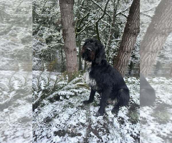 Medium Photo #1 German Wirehaired Pointer Puppy For Sale in ALBANY, OR, USA