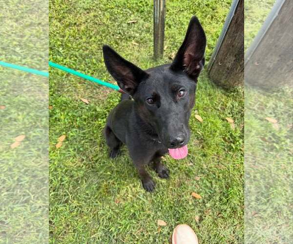 Medium Photo #7 German Shepherd Dog-Unknown Mix Puppy For Sale in Houston, TX, USA