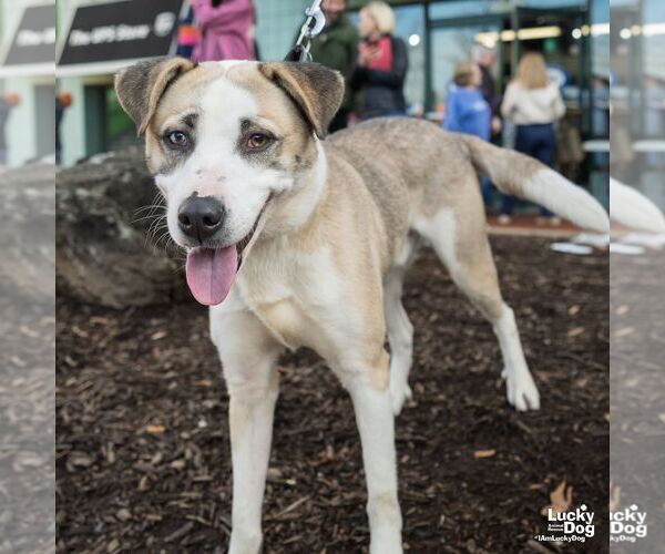 Medium Photo #6 Retriever -Unknown Mix Puppy For Sale in Washington, DC, USA