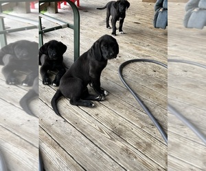 Labrador Retriever-Saint Bernard Mix Puppy for sale in BELLEFONTE, PA, USA