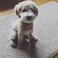 Goldendoodle Puppy for sale in WESTMINSTER, MA, USA