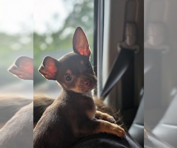 Medium Photo #3 Chihuahua Puppy For Sale in ALABASTER, AL, USA