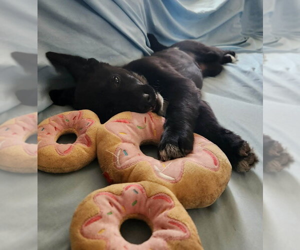 Medium Photo #2 Border Collie Puppy For Sale in Lakewood, CO, USA