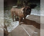 Small #10 Mastiff