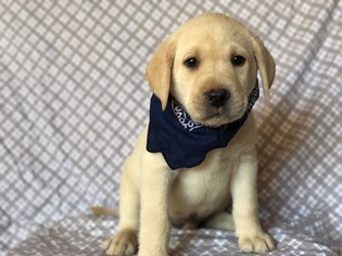 Labrador Retriever Puppy for sale in EAST EARL, PA, USA