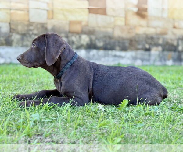 Medium Photo #7 Labradoodle Puppy For Sale in PIPE CREEK, TX, USA