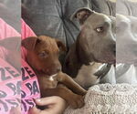 Small #3 American Pit Bull Terrier Mix