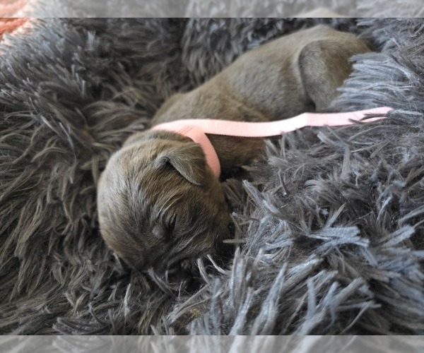 Medium Photo #26 Cane Corso Puppy For Sale in HENRY, VA, USA