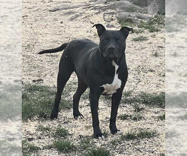 Medium Photo #5 American Pit Bull Terrier-Unknown Mix Puppy For Sale in Germantown, OH, USA