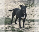 Small #4 American Pit Bull Terrier Mix