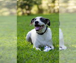 Small #2 American Bulldog-Whippet Mix