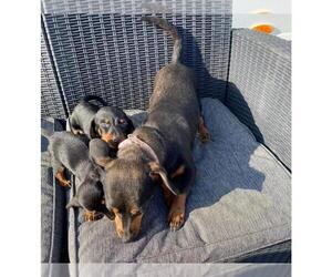 Dachshund Puppy for sale in ARLINGTON, WA, USA