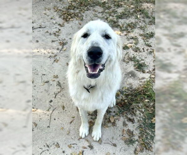 Medium Photo #7 Great Pyrenees Puppy For Sale in Spring, TX, USA