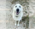 Small #6 Great Pyrenees