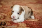 Small Photo #3 Miniature Australian Shepherd Puppy For Sale in OAKLEY, KS, USA
