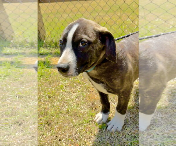 Medium Photo #1 Mutt Puppy For Sale in Tarrytown, GA, USA