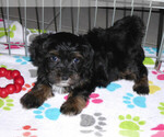 Small Photo #14 Poovanese Puppy For Sale in ORO VALLEY, AZ, USA