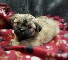 Peke-A-Tese Puppy for sale in LEESVILLE, SC, USA