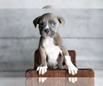 Small #3 American Pit Bull Terrier