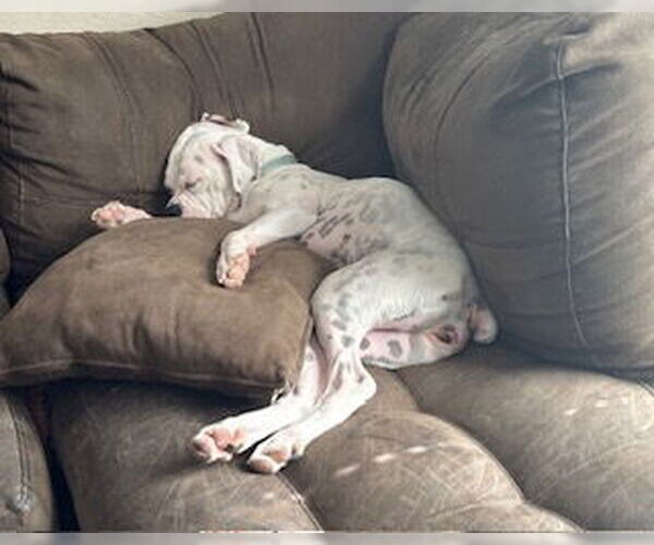 Medium Photo #7 Boxer Puppy For Sale in Austin, TX, USA