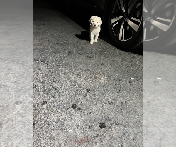 Medium Photo #2 Labradoodle Puppy For Sale in MERIDEN, CT, USA