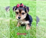 Small YorkiePoo