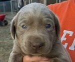Puppy 4 Labrador Retriever