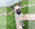 Puppy Rocky German Shepherd Dog-Siberian Husky Mix