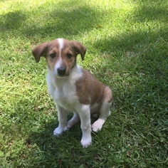 Collie-Entlebucher Mountain Dog Mix Puppy for sale in ROCKY POINT, NC, USA