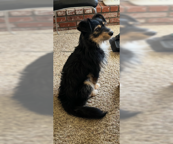 Medium Photo #3 Mutt Puppy For Sale in Phelan, CA, USA