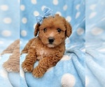 Small Photo #7 Poodle (Miniature) Puppy For Sale in LANCASTER, PA, USA