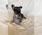 Puppy 1 French Bulldog
