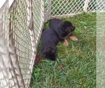 Small Photo #9 German Shepherd Dog Puppy For Sale in SAINT LOUIS, MO, USA