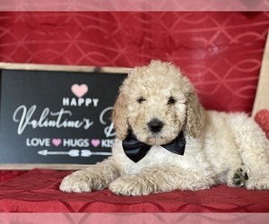 Goldendoodle Puppy for sale in LANCASTER, PA, USA