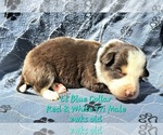 Puppy Lt Blue Collar Border Collie