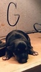 Small Photo #13 American Bulldog-German Shepherd Dog Mix Puppy For Sale in VILLA RICA, GA, USA