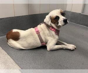 Beagle-Unknown Mix Dogs for adoption in San Antonio, TX, USA