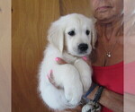 Small Photo #38 English Cream Golden Retriever Puppy For Sale in NORTHWOOD, OH, USA