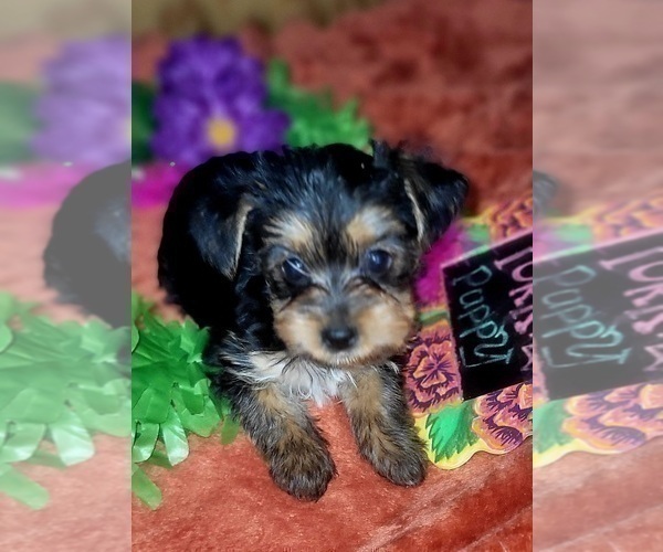 Medium Photo #55 Yorkshire Terrier Puppy For Sale in AKRON, OH, USA