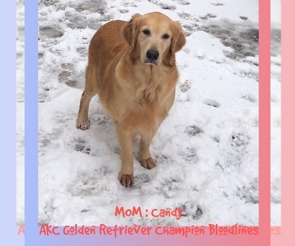 Medium Photo #1 Golden Retriever Puppy For Sale in SUGAR LAND, TX, USA